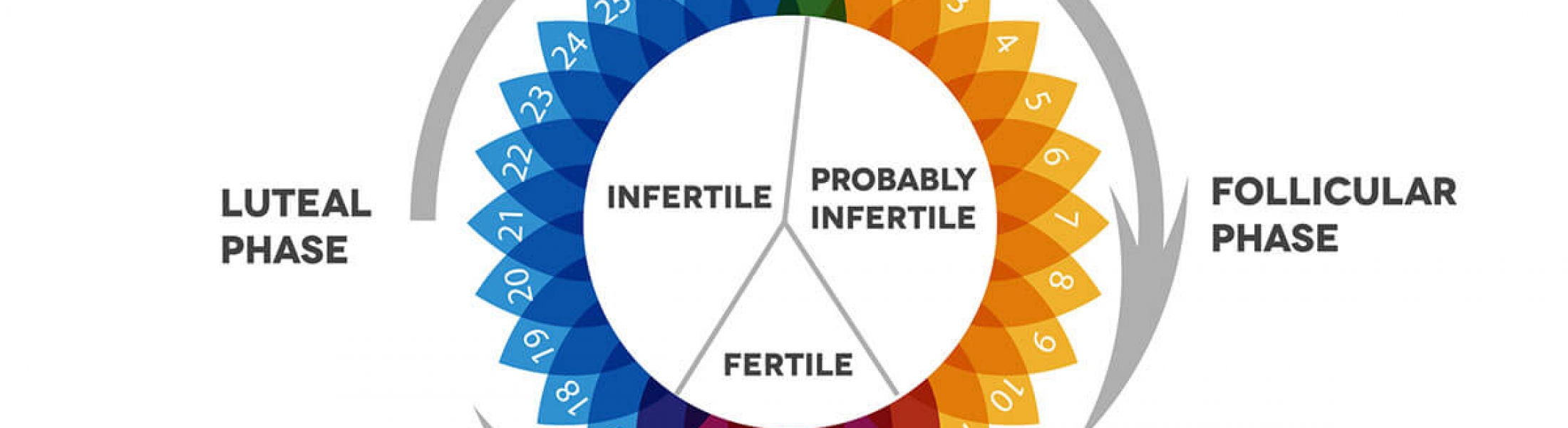 Qu’estce que la phase lutéale Fertilab